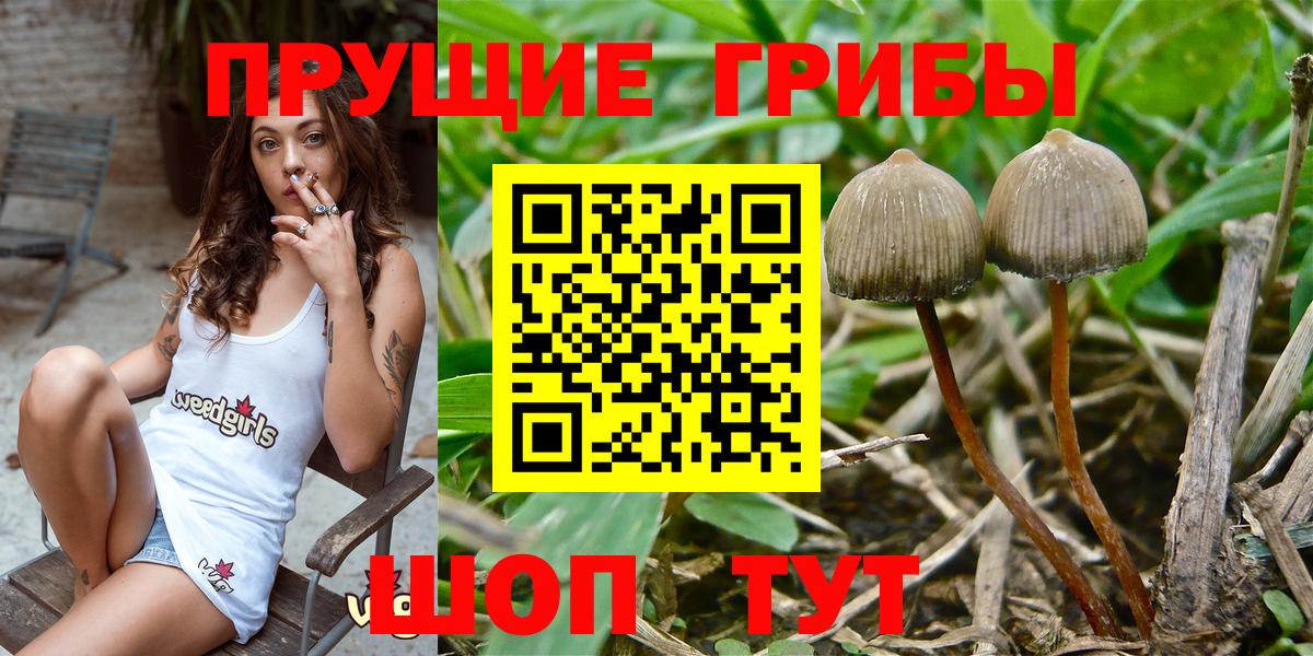 Галлюциногенные грибы Cubensis  Вход с VPN  купить наркотик  Слободской 